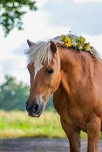Paardencoaching (gratis) - deelnemers gezocht oefensessies, Persoonlijke ontwikkeling