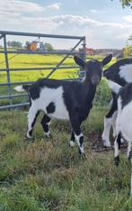 Mooie bonte geit, Dieren en Toebehoren, Schapen, Geiten en Varkens, Vrouwelijk, Geit