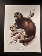 Buzing   prent   vele diersoorten op marktpl ca 1000 stuks, 1960 tot 1980, Gebruikt, Verzenden, Dier