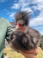Zijdehoen naakthals haan, Dieren en Toebehoren, Pluimvee, Mannelijk, Kip