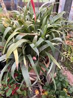 Bromelia 60 cm br en 60 cm hoog, Ophalen of Verzenden, Halfschaduw, Minder dan 100 cm