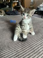 KITTENS, Dieren en Toebehoren, Katten en Kittens | Overige Katten, Kater