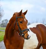 Lieve barock pinto 4 jarig ruin, Merrie, Onbeleerd, Dressuurpaard, 3 tot 6 jaar