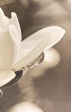 Ikea pjätteryd “Magnolia”, Huis en Inrichting, Woonaccessoires | Schilderijen, Tekeningen en Foto's, Ophalen, Oorspronkelijke maker