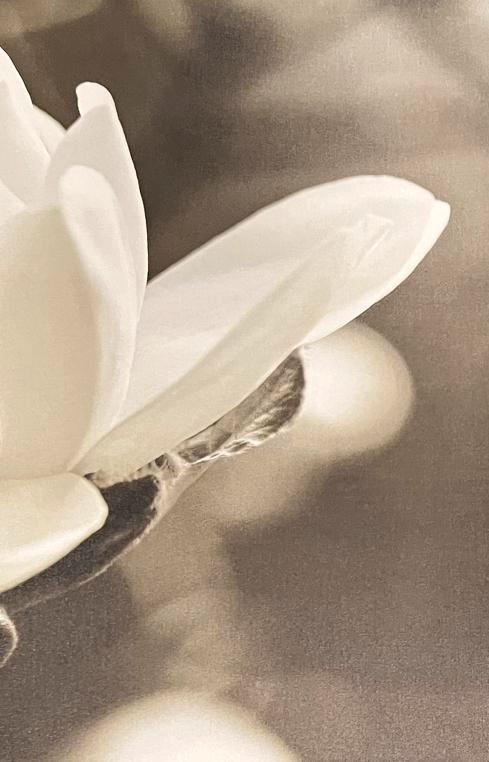 Ikea pjätteryd “Magnolia”, Huis en Inrichting, Woonaccessoires | Schilderijen, Tekeningen en Foto's, Zo goed als nieuw, Print