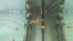 Diverse Guppies, Dieren en Toebehoren, Vissen | Aquariumvissen, Vis