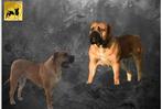Boerboel pups met stamboom (raszuiver), Parvo, 8 tot 15 weken, Meerdere, Nederland