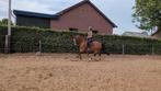 Merrie Primara (Mara) – werkwillig en veelzijdig, Merrie, B, Dressuurpaard, 160 tot 165 cm