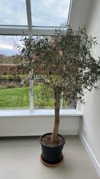 Olijfboom, Tuin en Terras, Planten | Bomen, Bloeit niet, 100 tot 250 cm, Olijfboom, Ophalen