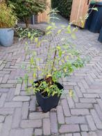 Vlinderstruik 'Buddeja' - Aantrekkelijke tuinplant, Volle zon, Vaste plant, Zomer, Ophalen