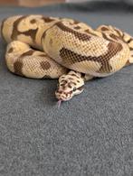 1.0 Male Pastel Fire Enchi Spotnose dh DG Clown, Dieren en Toebehoren, Reptielen en Amfibieën, Slang