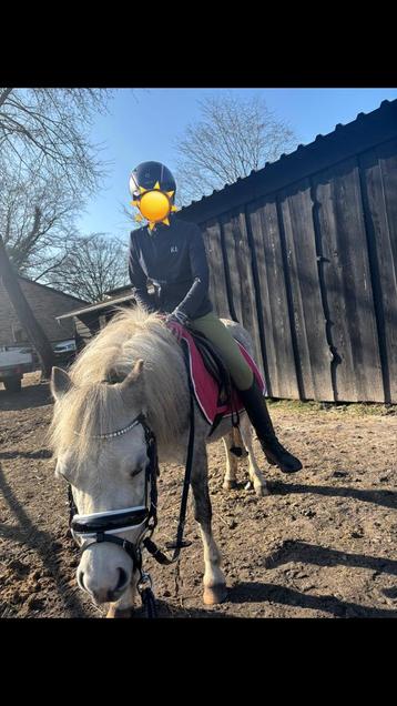 Welsh a pony te koop beschikbaar voor biedingen