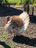 Kalkoen, Ophalen, Zo goed als nieuw, Overige typen