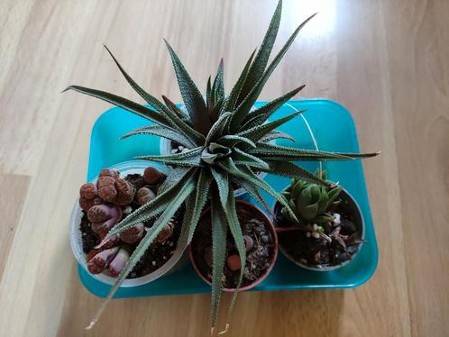 Vetplantjes (o.a. levende stenen) BESCHIKBAAR TOT 18 JUNI, Huis en Inrichting, Kamerplanten, Overige soorten, Minder dan 100 cm