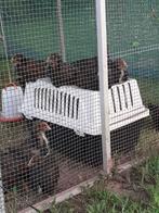 Barnevelders groot, dubbel gezoomd, Dieren en Toebehoren, Pluimvee, Meerdere dieren, Kip