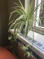 Graslelie plantjes, Huis en Inrichting, Kamerplanten, Ophalen of Verzenden, Halfschaduw, Minder dan 100 cm