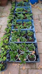 Aardbei plantjes, Tuin en Terras, Ophalen of Verzenden, Eenjarig, Groenteplanten, Volle zon