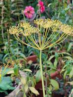zaden Dille, Tuin en Terras, Verzenden, Voorjaar, Volle zon, Zaad