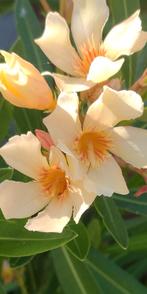 Grote Nerium Oleander geelbloeiend !, Ophalen, Overige soorten, Volle zon