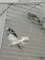 Mooie jonge grasparkieten, Dieren en Toebehoren, Vogels | Parkieten en Papegaaien, Meerdere dieren, Parkiet, Tam