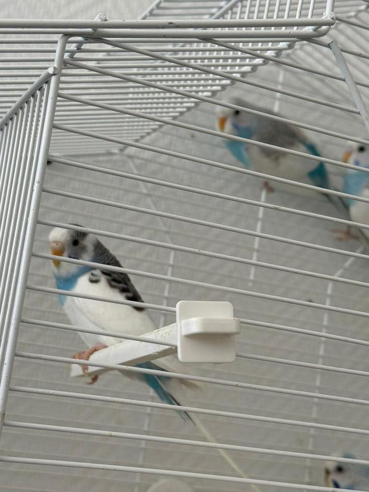 Mooie jonge grasparkieten, Dieren en Toebehoren, Vogels | Parkieten en Papegaaien, Parkiet, Meerdere dieren, Tam