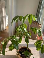 Mooie Schefflera (Parasolplant), Ophalen, Overige soorten, Halfschaduw, In pot