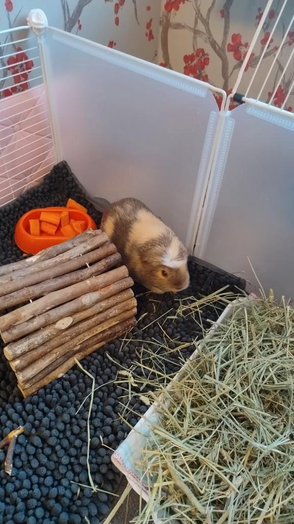 Cavia, Dieren en Toebehoren, Knaagdieren, Vrouwelijk, Cavia, Maart, Tam