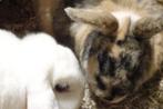 Konijnen. (gecastreerde ram), Meerdere dieren, Middelgroot, 0 tot 2 jaar