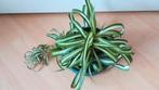 Chlorophytum, Ophalen, Overige soorten, Halfschaduw, Minder dan 100 cm