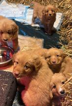 Te koop prachtige Toller pups, Dieren en Toebehoren, Honden | Retrievers, Spaniëls en Waterhonden, Rabiës (hondsdolheid), Overige rassen