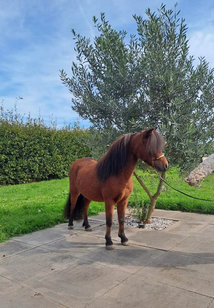 Mooie drachtige NMPRS merrie, Dieren en Toebehoren, Pony's, Merrie, Niet van toepassing, A pony (tot 1.17m), 7 tot 10 jaar, Met stamboom