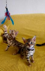 ☆Top ras☆ Bengaalse kittens met stamboom,  kampioen line, Dieren en Toebehoren, Katten en Kittens | Raskatten | Korthaar, Meerdere dieren