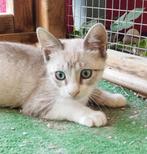 Lieve Siamees X kitten Chuck, Dieren en Toebehoren, Kater