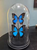 Stolp met 2 Papilio ulysses vlinders, Antiek en Kunst, Ophalen of Verzenden