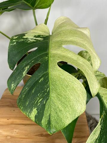 Monstera Jungle Mint Variegata beschikbaar voor biedingen