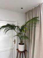 Kentia palm, Huis en Inrichting, Kamerplanten, Ophalen, Halfschaduw, 100 tot 150 cm