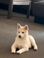 Pomsky f3 puppy’s, 8 tot 15 weken, Poolhond, Meerdere, Meerdere dieren
