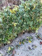 Meidoorn (Crataegus monogyna) - Ideaal voor een haag!, Ophalen, Overige soorten, Minder dan 100 cm