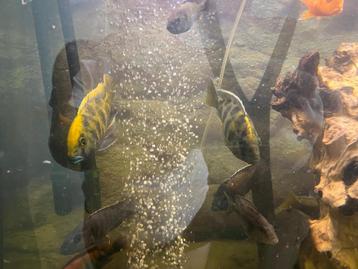 Koppel Nimbochromis Venustus (Malawi Venus) beschikbaar voor biedingen