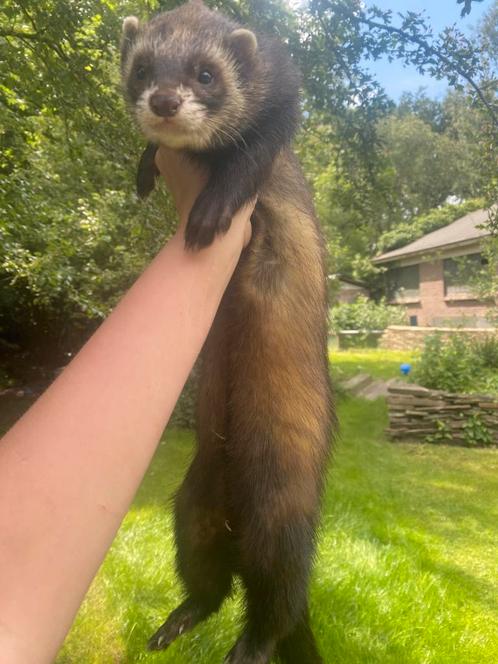 Fretten pups, Dieren en Toebehoren, Overige Dieren, Meerdere dieren, Mei