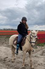 Mooie pallemino Welsh C pony te koop, Dieren en Toebehoren, Pony's, B, Gechipt, Ruin, C pony (1.27m tot 1.37m)