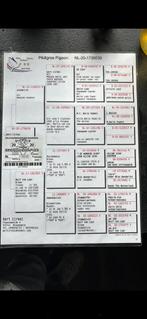 Postduif wit, Dieren en Toebehoren, Vogels | Duiven, Mannelijk, Postduif