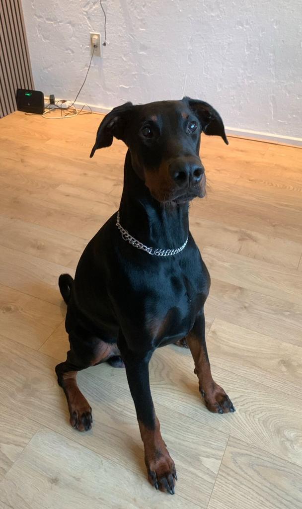 Dobberman reu 1 jaar, Dieren en Toebehoren, Honden | Niet-rashonden, Groot, Reu, Particulier, Eén hond, Nederland, 15 weken tot 1 jaar