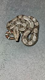 0.0.1 Boa imperator(BCI), Normal(pos het kahl) 04-24, Dieren en Toebehoren, Reptielen en Amfibieën, Slang, 0 tot 2 jaar, Tam