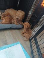 Maltipoo pups, Overige rassen, 8 tot 15 weken, Parvo, Meerdere
