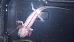 Mooie piebald axolotl vaarschijnlijk een meisje, Dieren en Toebehoren, Reptielen en Amfibieën, Amfibie, Tam, 0 tot 2 jaar