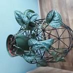 Scindapsus Trebie plant, zonder ompot, Ophalen, Overige soorten, Minder dan 100 cm