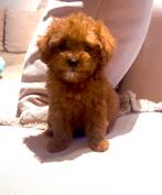 Heel kleine toy poedel, Dieren en Toebehoren, Poedel, Rabiës (hondsdolheid), 8 tot 15 weken, Teef