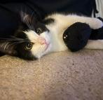 Britse korthaar poesje, Dieren en Toebehoren, Poes, Kortharig, 0 tot 2 jaar