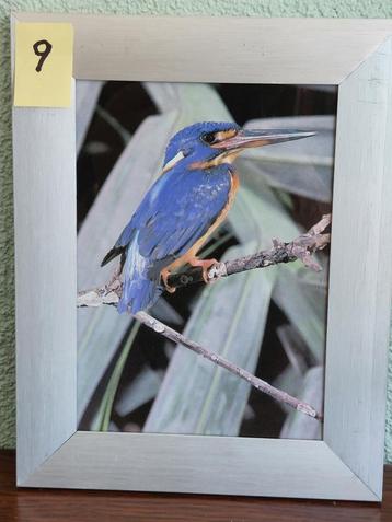 foto wissellijstjes €5,- per stuk (2e) beschikbaar voor biedingen
